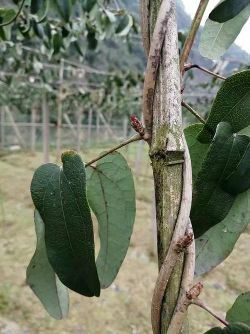 石台县胡氏农产品八月瓜种植基地
