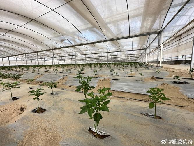 西藏农业##种植基地##辣椒##丰收##优质农产品