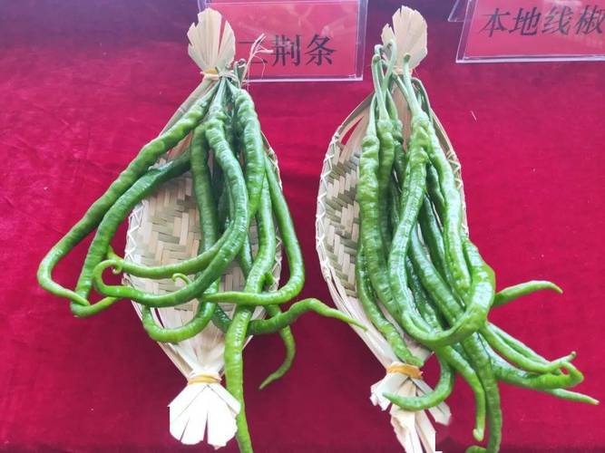 辣椒产品展示区在观摩点黄泥村辣椒种植基地,安坪村辣椒基地,甘棠村